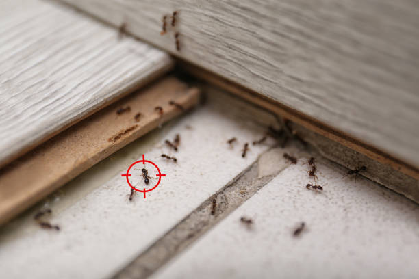 Insect Control in Morris, MN