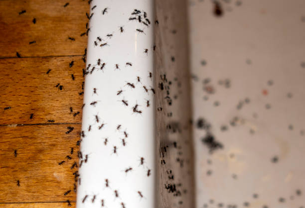 Trusted Morris, MN Pest Control Experts