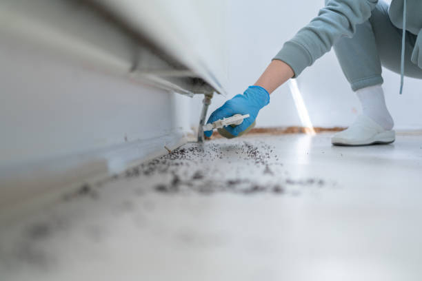 Best Insect Control  in Morris, MN